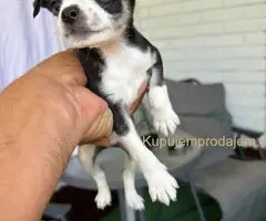 Čivava štenad prelepa  Chihuahua apple head