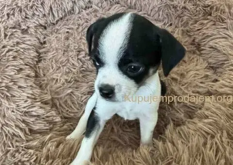 Čivava štenad prelepa  Chihuahua apple head - 5/6