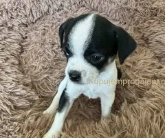 Čivava štenad prelepa  Chihuahua apple head