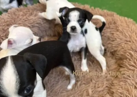 Čivava štenad prelepa  Chihuahua apple head - 6/6