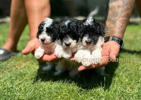 Prelepe PARTI PUDLE - 1/7