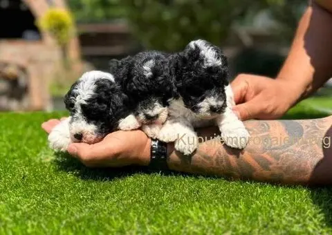 Prelepe PARTI PUDLE - 2/7