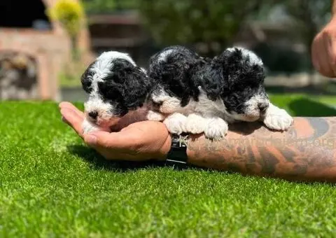 Prelepe PARTI PUDLE - 3/7