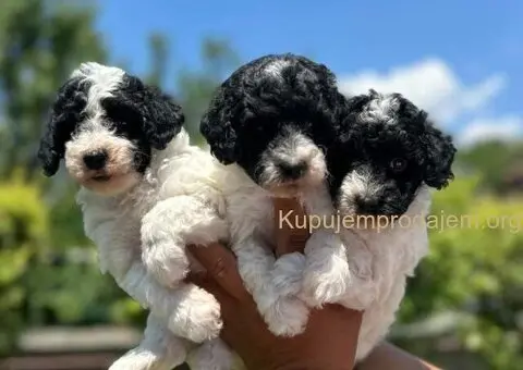 Prelepe PARTI PUDLE - 4/7