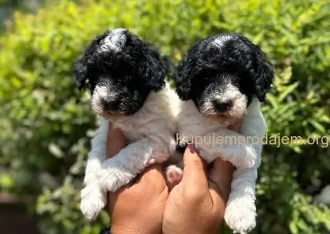 Prelepe PARTI PUDLE - 5/7