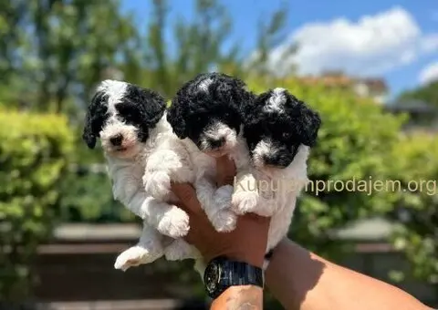 Prelepe PARTI PUDLE - 6/7