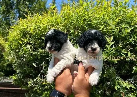 Prelepe PARTI PUDLE - 7/7