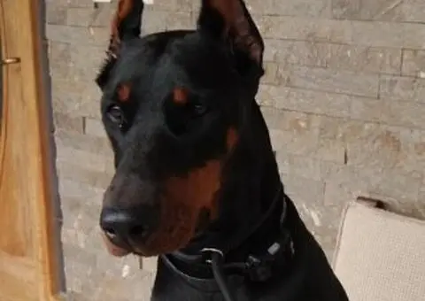 Doberman štenci - 1/13