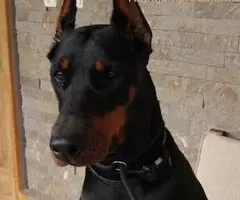 Doberman štenci