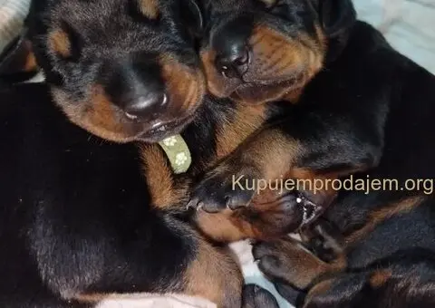 Doberman štenci - 2/13