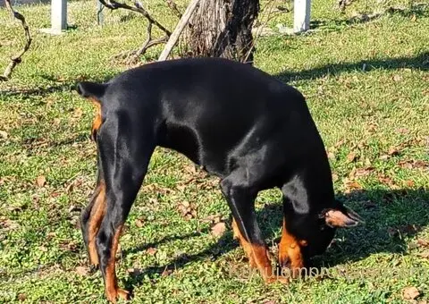 Doberman štenci - 3/13