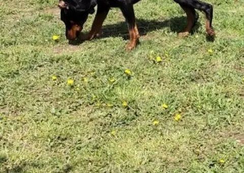 Doberman štenci - 4/13