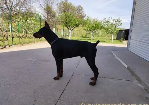 Doberman štenci - 5/13
