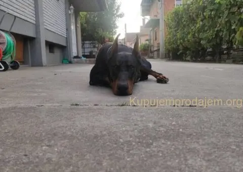 Doberman štenci - 6/13