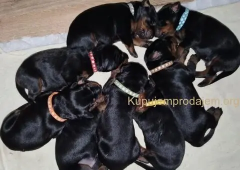 Doberman štenci - 7/13