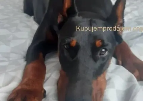 Doberman štenci - 8/13