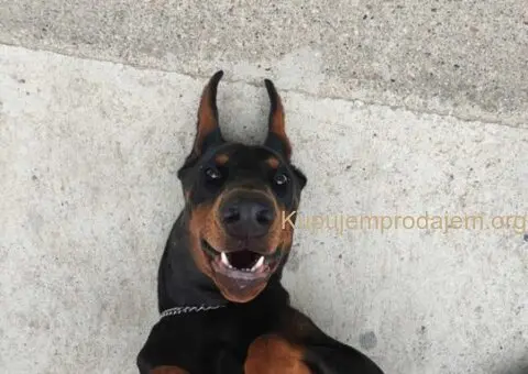 Doberman štenci - 13/13