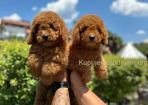U ponudi crvene patuljaste pudle - 1/9