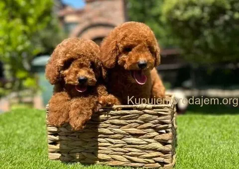 U ponudi crvene patuljaste pudle - 2/9