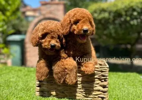 U ponudi crvene patuljaste pudle - 3/9