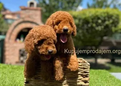 U ponudi crvene patuljaste pudle - 4/9