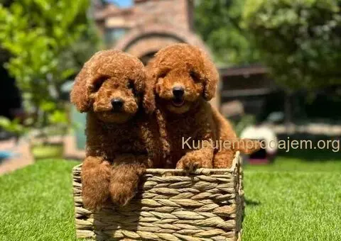 U ponudi crvene patuljaste pudle - 5/9