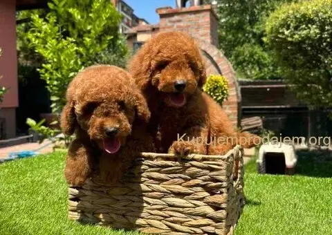 U ponudi crvene patuljaste pudle - 6/9