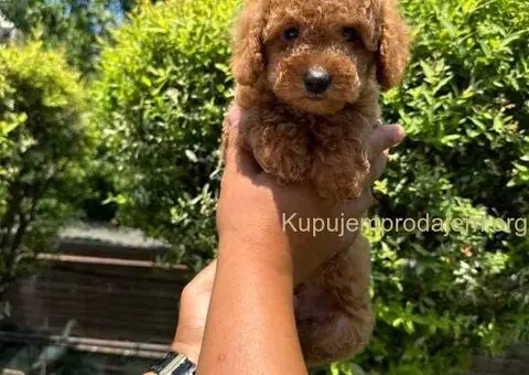 U ponudi crvene patuljaste pudle - 7/9