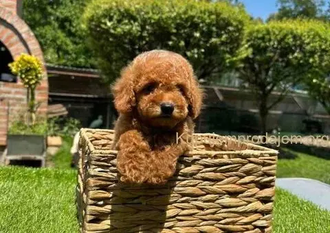 U ponudi crvene patuljaste pudle - 8/9