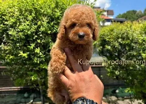 U ponudi crvene patuljaste pudle - 9/9