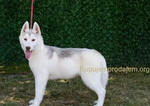 Na prodaju prelepe ženkice Sibirskog Haskija - 1/4