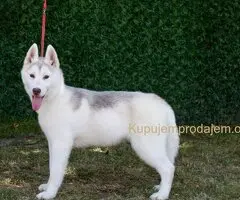 Na prodaju prelepe ženkice Sibirskog Haskija