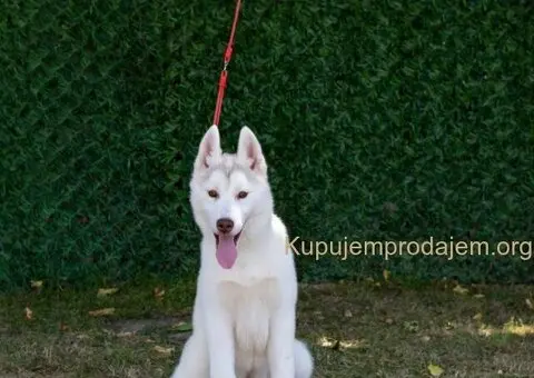 Na prodaju prelepe ženkice Sibirskog Haskija - 2/4