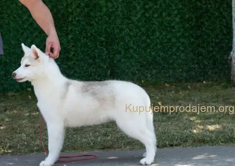 Na prodaju prelepe ženkice Sibirskog Haskija - 3/4