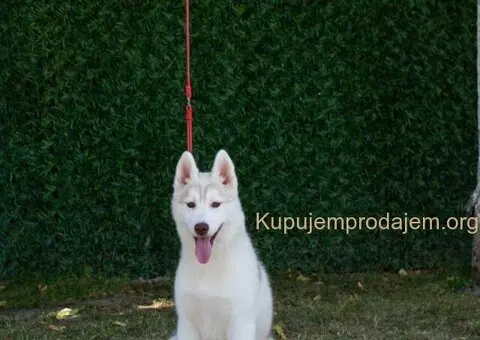 Na prodaju prelepe ženkice Sibirskog Haskija - 4/4