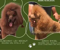 Vrhunske toy i patuljaste pudle, crvene i apricot