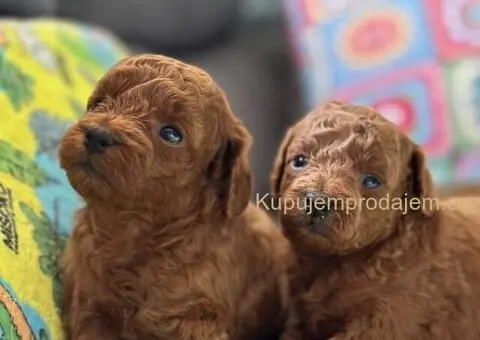 Toy Pudla štenci - 1/8