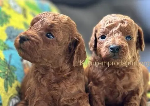 Toy Pudla štenci - 2/8