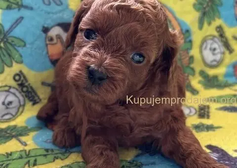 Toy Pudla štenci - 3/8