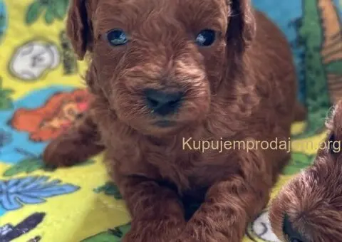 Toy Pudla štenci - 4/8