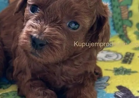 Toy Pudla štenci - 5/8