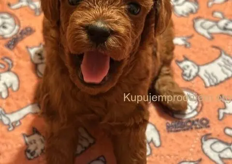 Toy Pudla štenci - 6/8