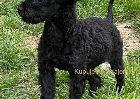 Toy Pudla štenci - 7/8