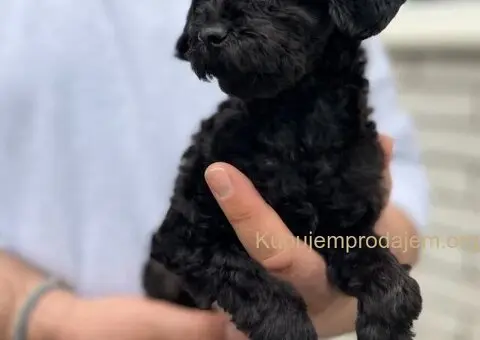 Toy Pudla štenci - 8/8