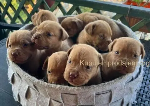 Bordoške DOGE ženke - 1/7