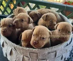 Bordoške DOGE ženke