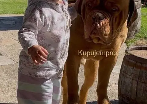 Bordoške DOGE ženke - 2/7