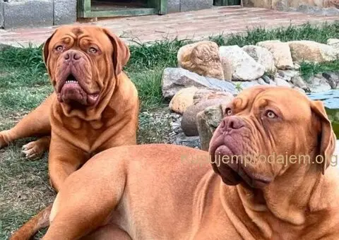 Bordoške DOGE ženke - 3/7