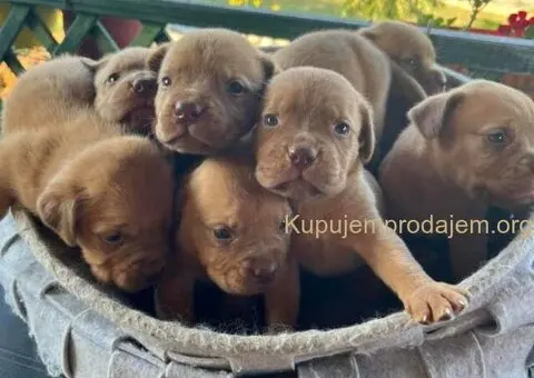 Bordoške DOGE ženke - 4/7