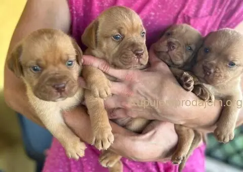 Bordoške DOGE ženke - 5/7